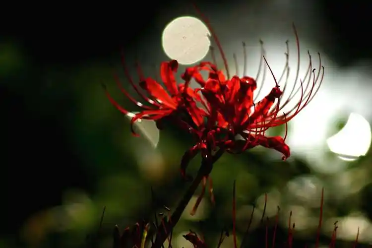 很久很久以前,一个城市的边缘开满了大片大片的曼珠沙华,也就是彼岸花