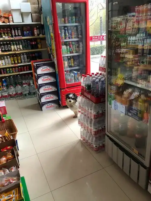 【讨论】小田园找领养就这么难吗?