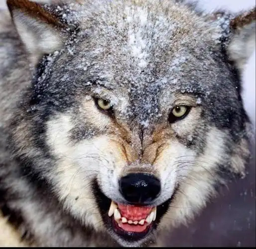 西域孤狼 来自 转转