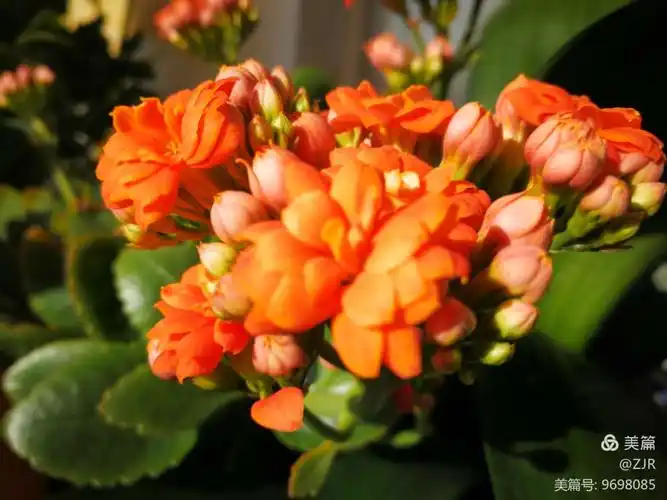 长寿花开,吉祥!