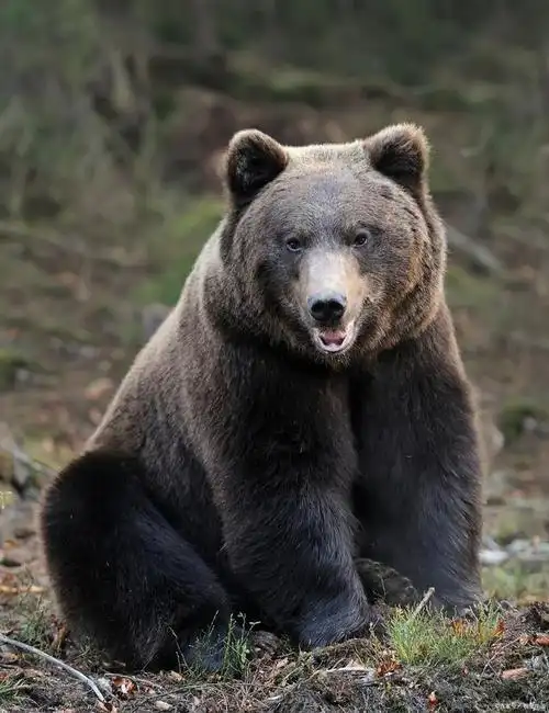 日本岩手县花卷市中心地区惊现野熊