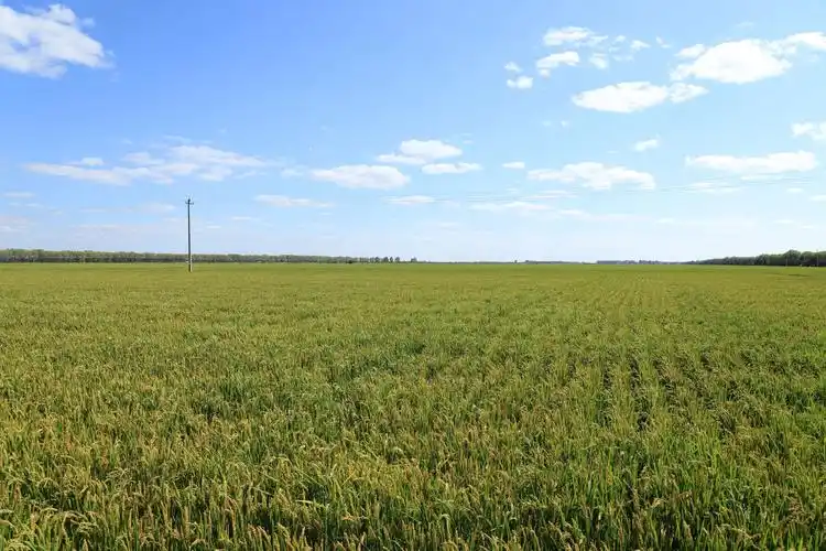 一望无边的大稻田