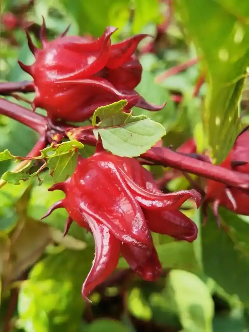 洛神花是我们云南临沧特有的碱性花茶,就这么一小杯,富含多种维 - 抖