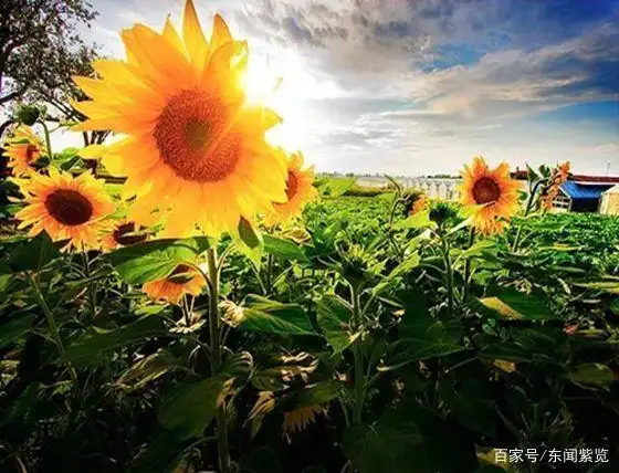 带上自己的阳光,向春天出发!(经典美文)