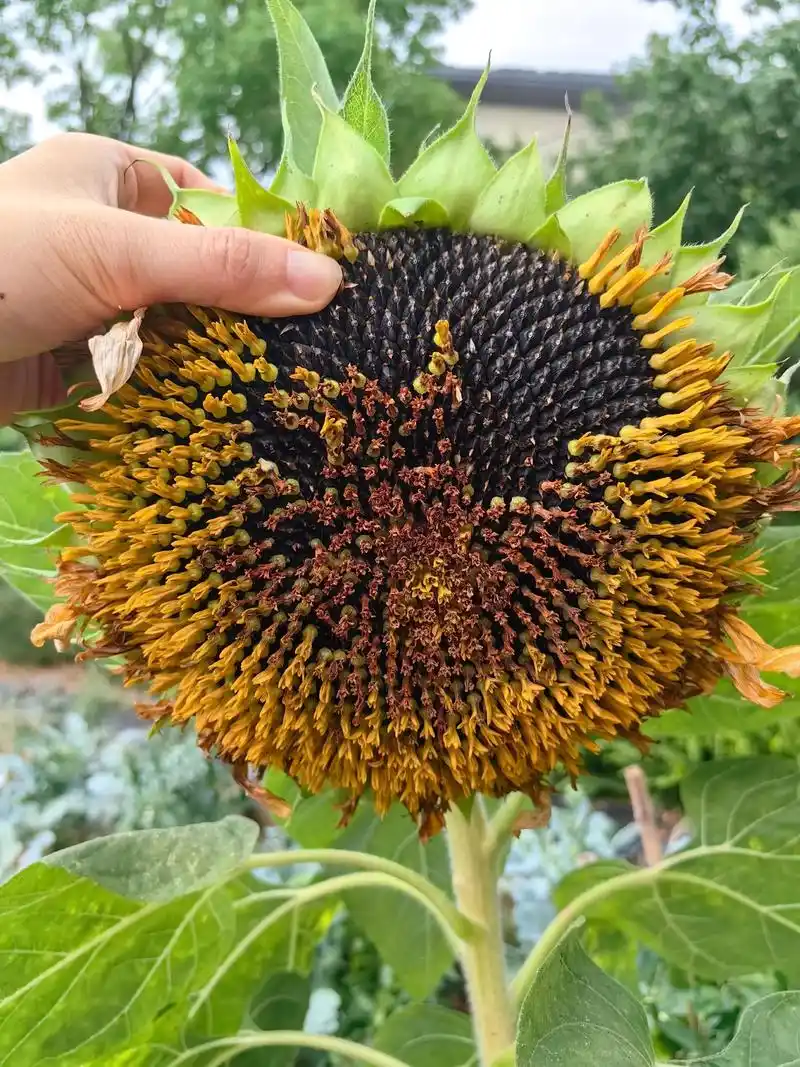 😁今年的向日葵又丰收咯～观看期结束瓜子就成熟了