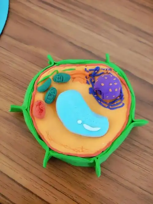 塑细胞之形展生物之美石家庄二中雄安校区河北安新中学细胞三维模型展