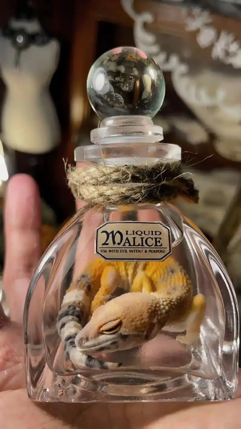 《掌中宝》#标本#豹纹守宫#死亡#怪诞美学#玩物丧志集 - 抖音