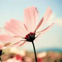 微信图片花草图片大全_微信头像图片大全