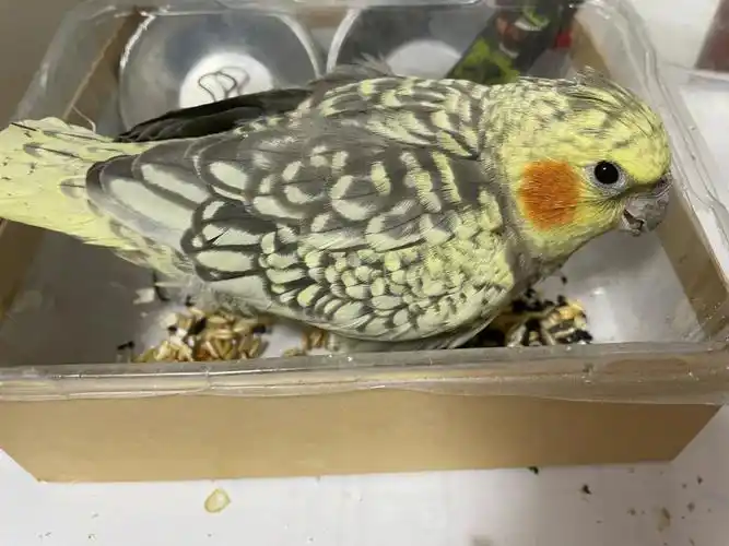 姓名:面包性别:公品种:玄凤珍珠年龄:6个月同事家玄凤生的宝宝送我们