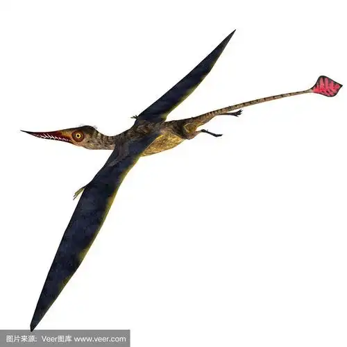 鸟龙翼龙的尾巴
