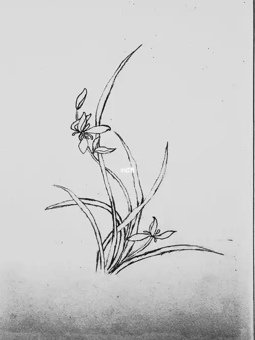 简笔画兰花