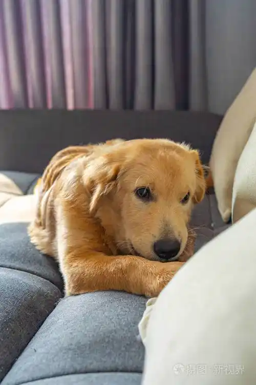 五个月大的金毛猎犬躺在家里的沙发上