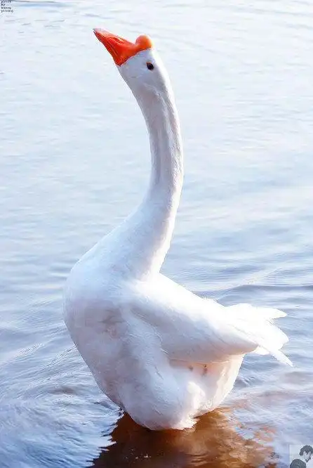 童年记忆:可恶的大白鹅