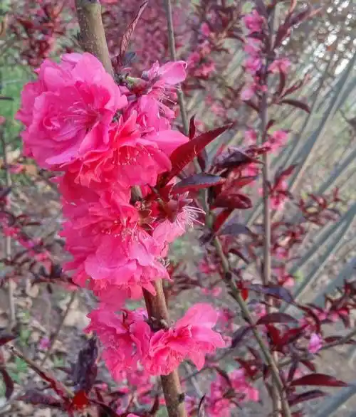 紫叶碧桃苗抗寒性能好南北种植树苗基地白花碧桃苗北方表现好