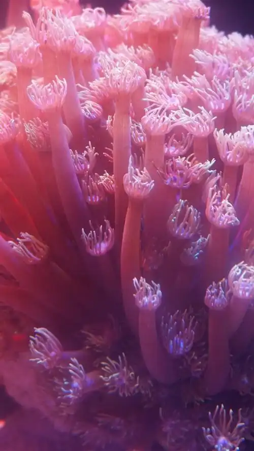 粉红珊瑚 iphone 壁纸