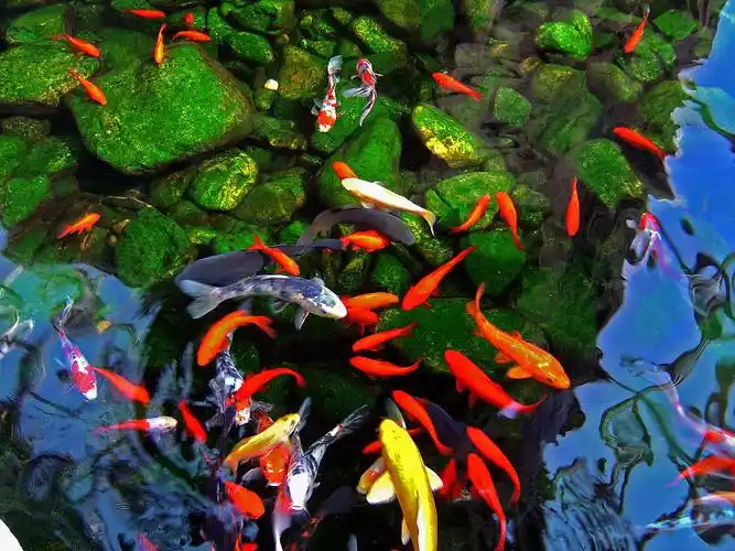 鱼儿总在水中游