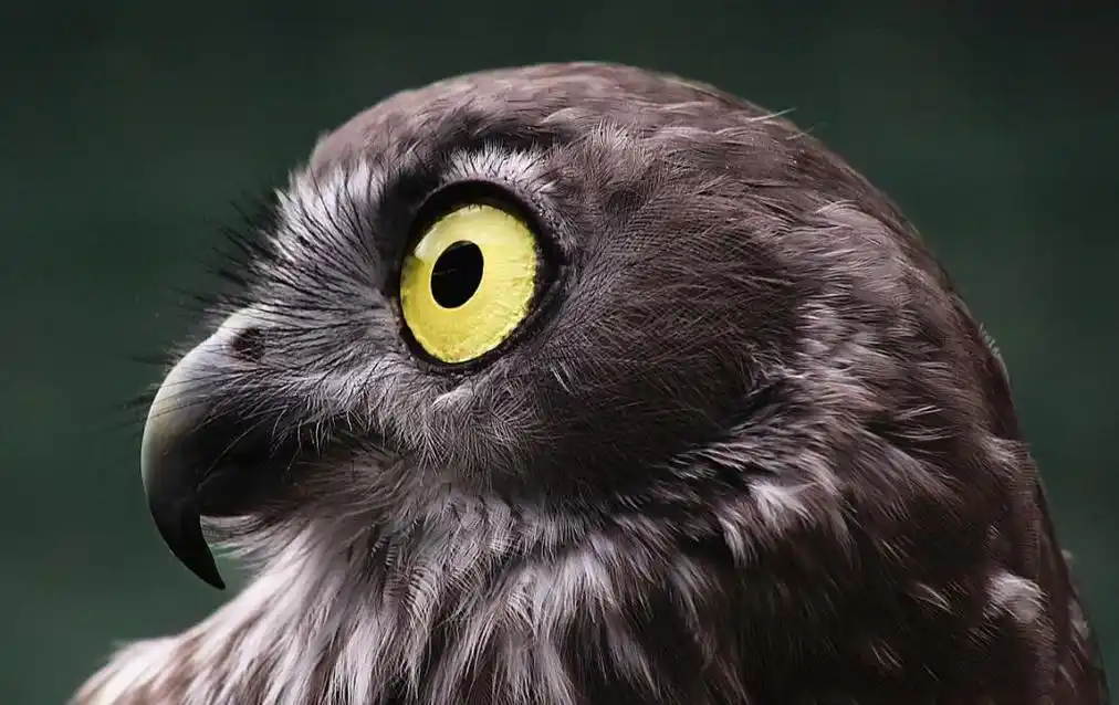 杀伤力爆表的鸟禽:鹰,视力到底有多强?外号:千里眼!