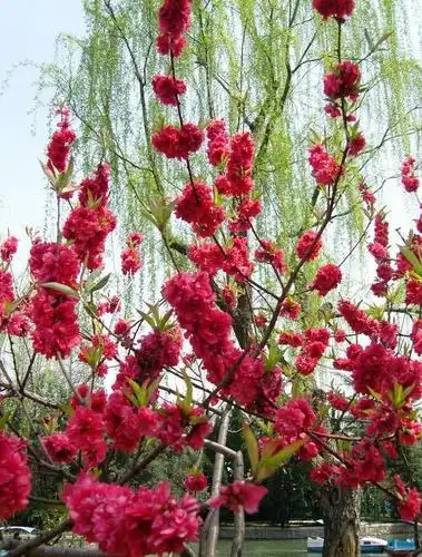 公园美丽的碧桃花盛开了