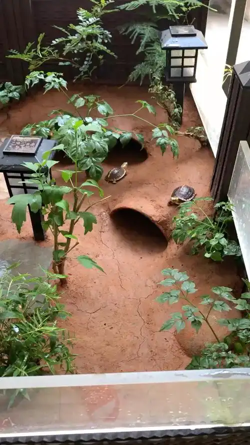 黄缘龟仿自然环境养殖,在家阳台养的-度小视