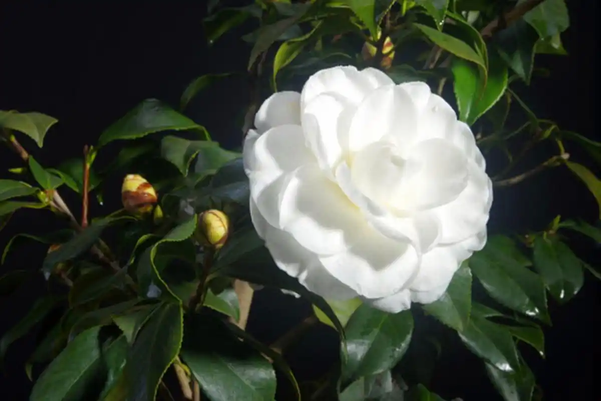 雪塔又名白雪塔,观音白,大白,白玉荷,鱼鳞白,传统茶花名品.