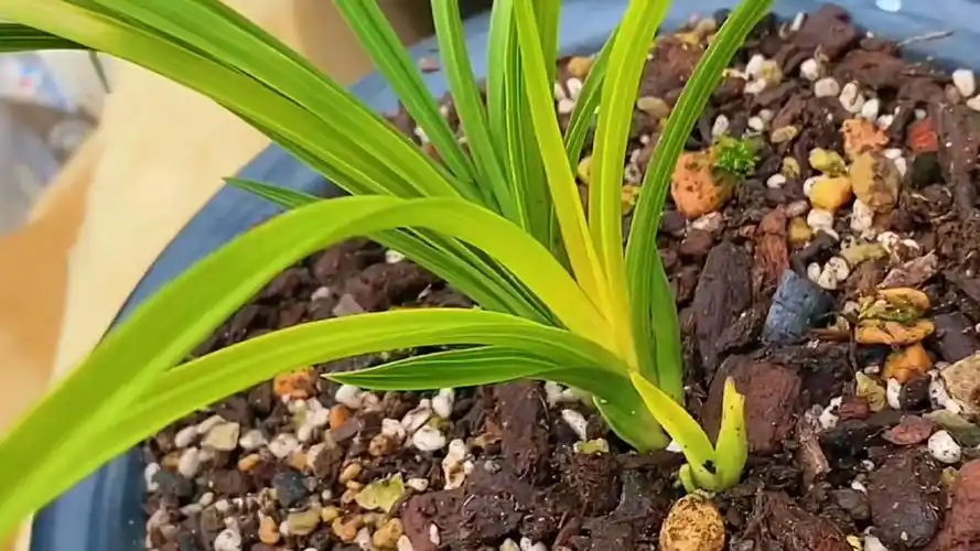 蕙兰#蕙兰,精品黄心草