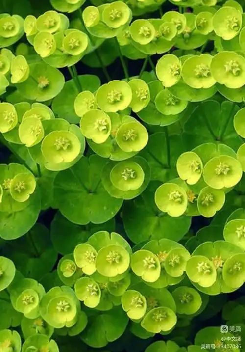 绿色图片.制作背景.保护眼睛