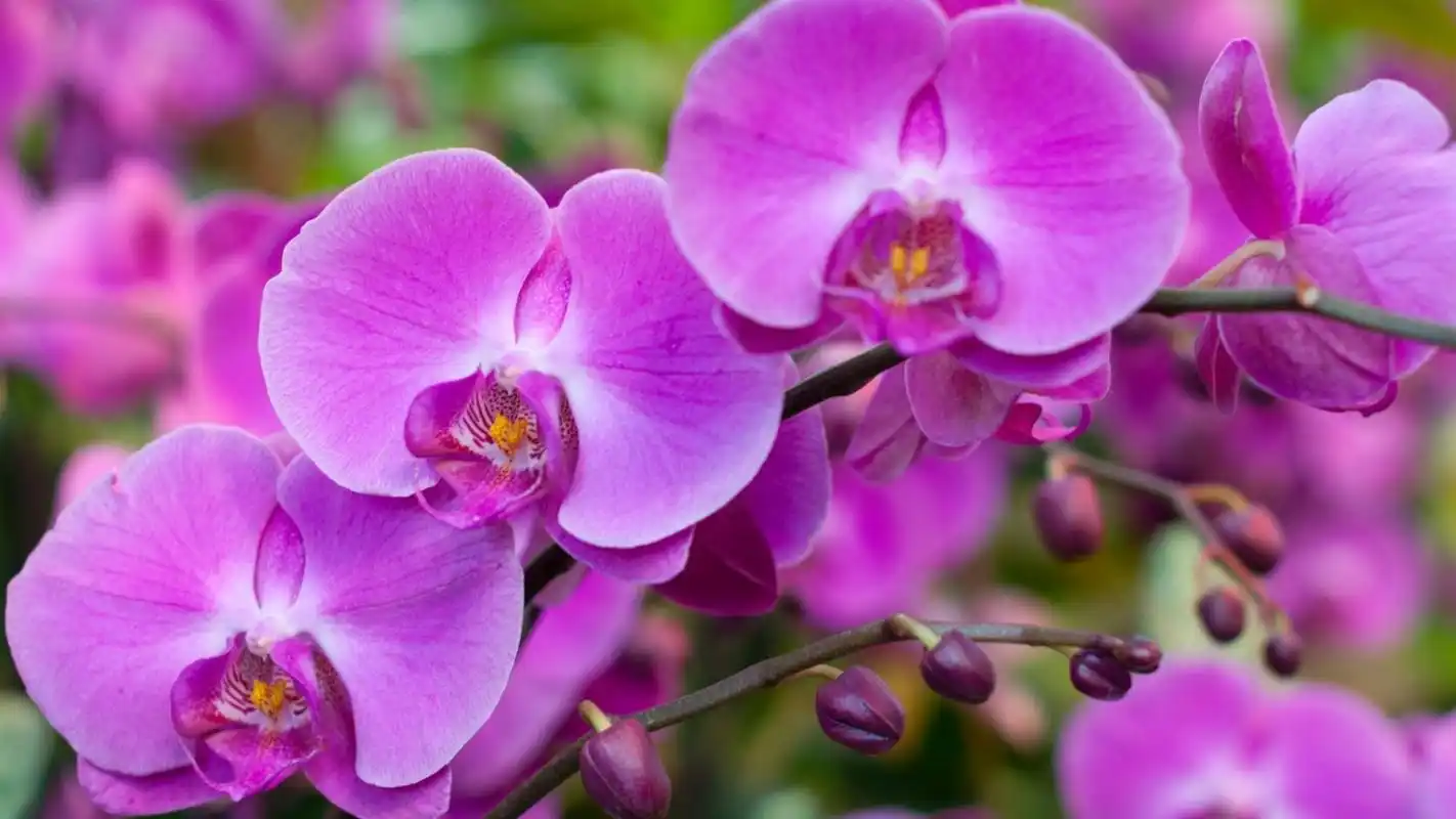 兰花图片高清花卉摄影图片桌面壁纸高清大图预览1920x1200_植物壁纸下