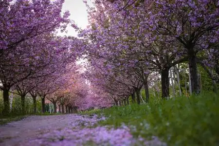 樱花草坪绿色草坪上一排排开满鲜花的樱花树照片