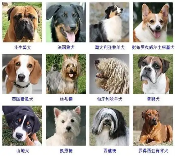 波士顿梗,比格猎犬,英国可卡犬,古代英国牧羊犬,小型雪纳瑞犬,巴吉度