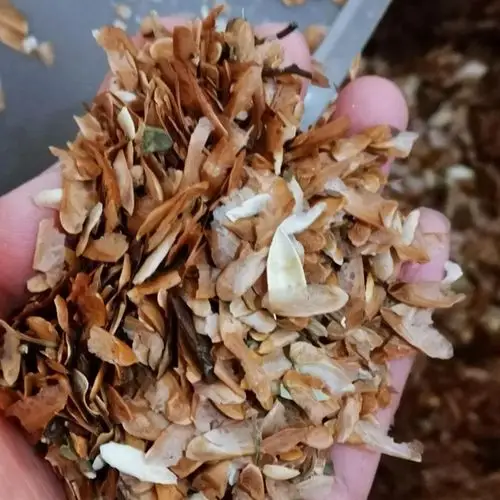 香椿种子 芽菜籽