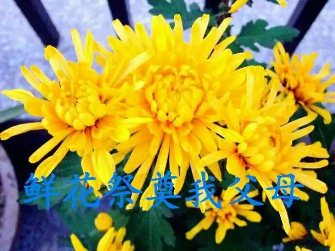 思念天堂的父母