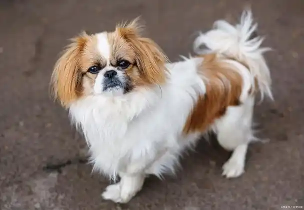 京巴狗——中国的古老犬种之宝