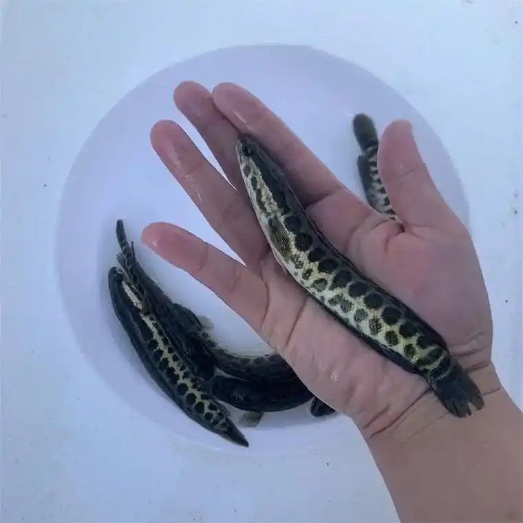 黑鱼苗,也叫乌鱼苗,生鱼苗,财鱼苗,可以吃小鱼,吃饲料 - 抖音