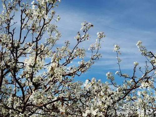 北京山区春天雪白的梨花盛开