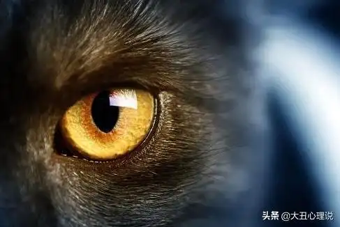 心理测试哪个眼睛最凶狠测你是真聪明还是装聪明