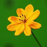 花卉黄色美丽的花卉唯美图片头像精选