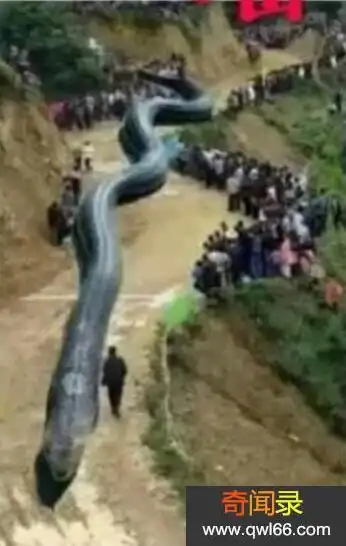 四川出现120米大蛇19年宜宾地震震出120米巨蛇系谣言