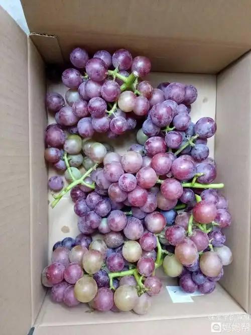 葡萄没熟可以吃吗( 没熟的葡萄吃了有什么危害 )