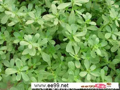 瓜子菜(中药材植物名:马齿苋)(植物科目:马齿苋科)-中药大全_功效与