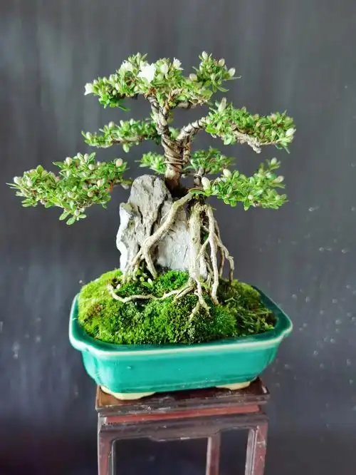 小叶复瓣花,花可以现在季节开到冬季,花量多,六月雪中的优良品种,易