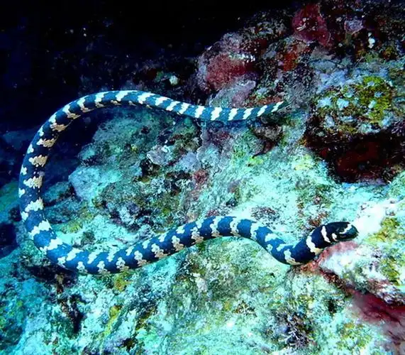 海蛇里有无毒的吗