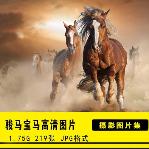 高清动物生物jpg图片奔跑的骏马宝马美工设计喷绘打印合成素材集