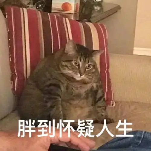 胖到怀疑人生喵星人表情包胖到喵星人人生怀疑表情