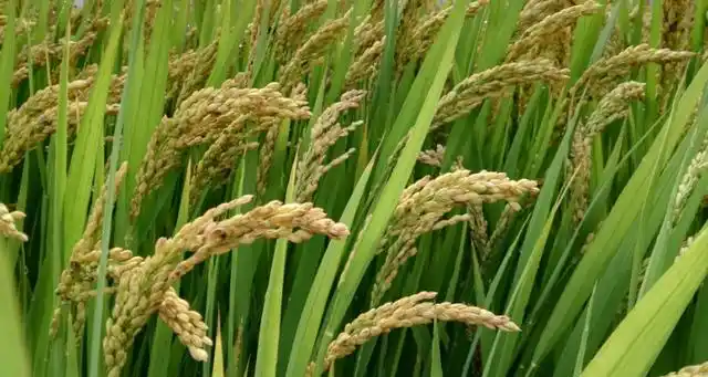 水稻是裸子植物吗