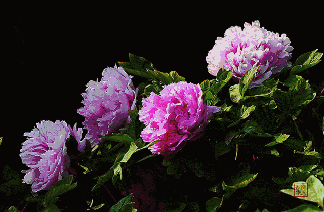 640_419gif 动态图 动图