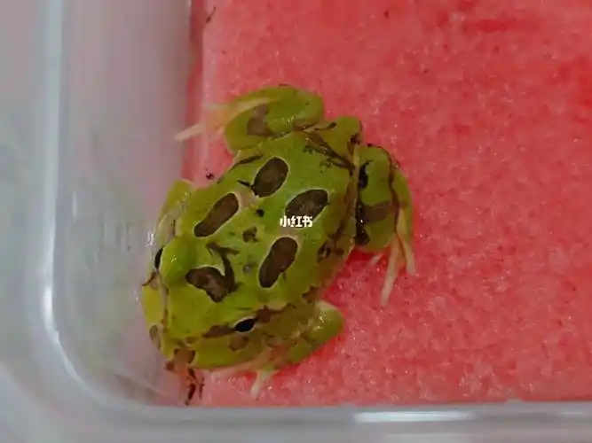 角蛙饲养新手上路