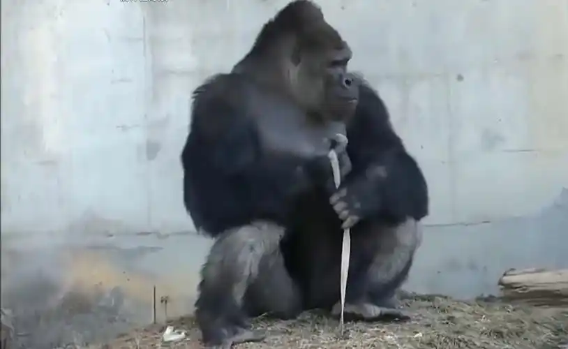 银背大猩猩:为什么我会这么帅呢?