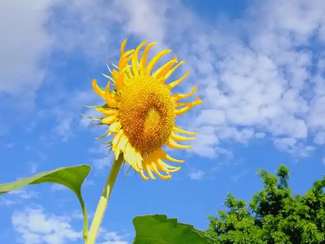 金光灿烂的向日葵