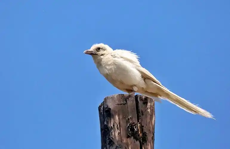 张掖摄影家户外拍摄到罕见白喜鹊