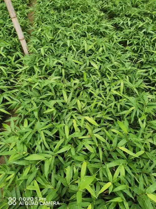 刺竹苗 竹苗